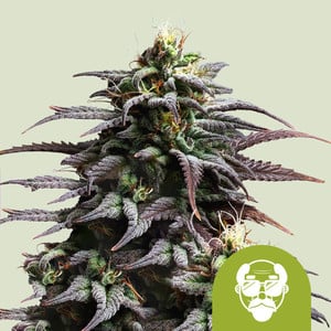 RQS Granddaddy Purple Auto