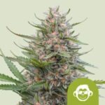 RQS Grape Ape Auto