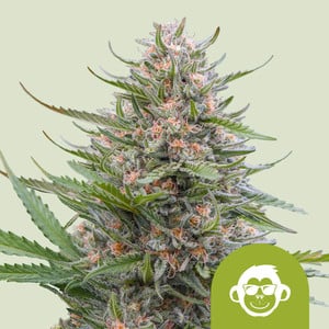 RQS Grape Ape Auto