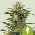 RQS Green Gelato Auto
