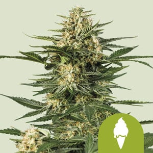 RQS Green Gelato Auto