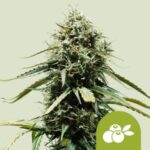 RQS Haze Berry Auto