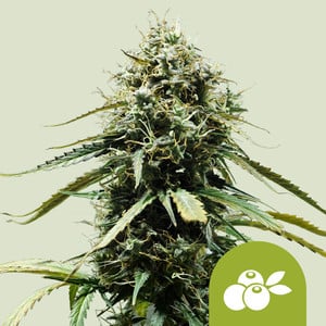 RQS Haze Berry Auto