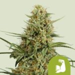 RQS HulkBerry Auto