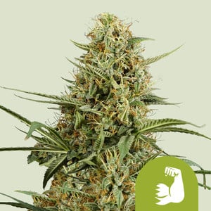 RQS HulkBerry Auto Autoflowering Cannabis Samen