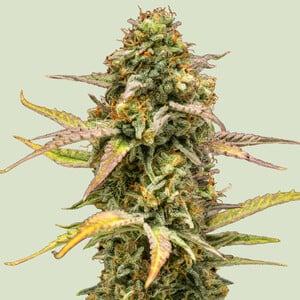 RQS Hyperion F1 Cannabis Samen