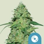 RQS Joanne's CBD