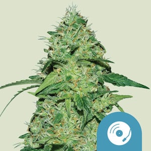 RQS Joanne’s CBD