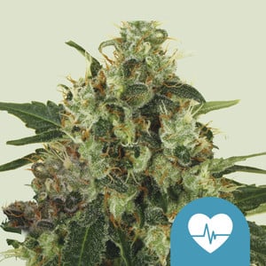 RQS Medical Mass