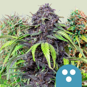 RQS CBD Mix CBD Cannabis Samen