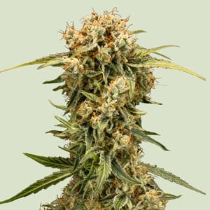 RQS Medusa F1 Cannabis Samen