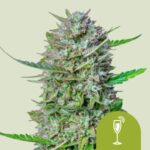 RQS Mimosa Auto