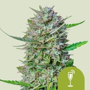 RQS Mimosa Auto