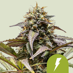RQS North Thunderfuck Auto Autoflowering Cannabis Samen