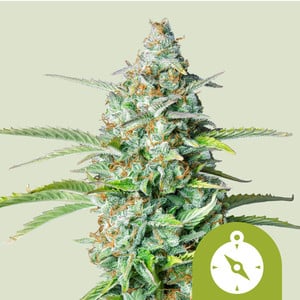 RQS Northern Light Auto