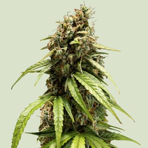 RQS Orion F1 Cannabis Samen