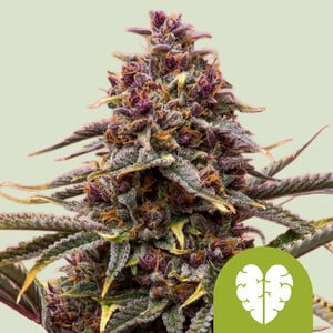 RQS Pink Mist Auto Autoflowering Cannabis Samen