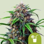 RQS Purple Lemonade Auto