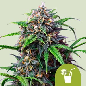 RQS Purple Lemonade Auto Autoflowering Cannabis Samen