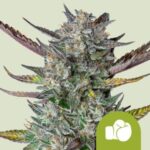 RQS Purple Punch Auto