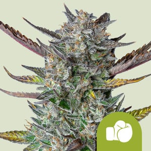 RQS Purple Punch Auto Autoflowering Cannabis Samen