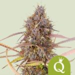 RQS Purple Queen Auto