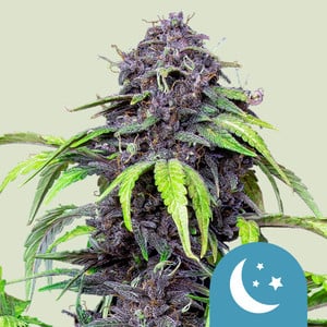 RQS Purplematic CBD Cannabis Samen