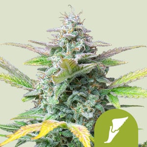 RQS Quick One Autoflowering Cannabis Samen