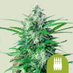 RQS Royal AK Auto