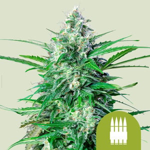 RQS Royal AK Auto Autoflowering Cannabis Samen