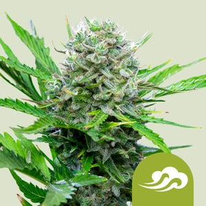 RQS Royal Bluematic