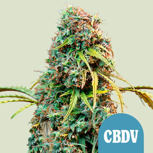 RQS Royal CBDV Automatic Cannabis Samen