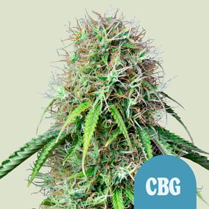 RQS Royal CBG Automatic Cannabis Samen