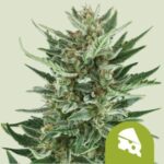 RQS Royal Cheese Auto