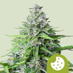 RQS Royal Cookies Auto