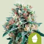 RQS Royal Creamatic