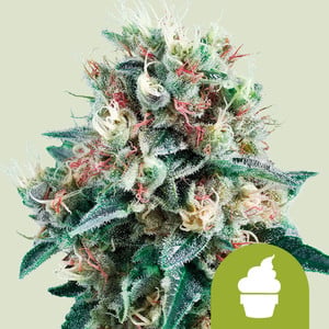 RQS Royal Creamatic