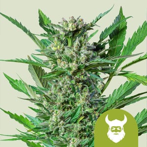 RQS Royal Dwarf Autoflowering Cannabis Samen