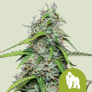 RQS Royal Gorilla Auto Autoflowering Cannabis Samen