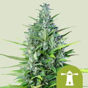 RQS Royal Haze Auto