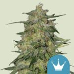 RQS Royal Highness