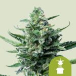 RQS Royal Jack Auto