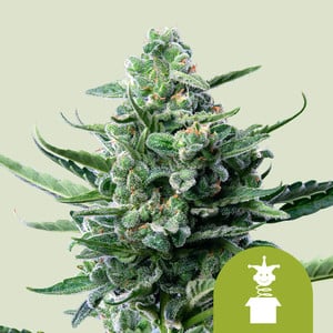 RQS Royal Jack Auto Autoflowering Cannabis Samen