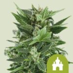 RQS Royal Kush Auto