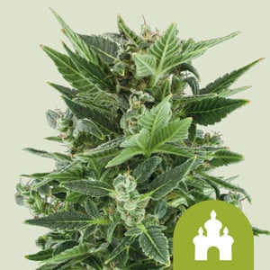 RQS Royal Kush Auto Autoflowering Cannabis Samen
