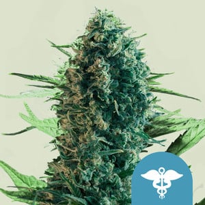 RQS Royal Medic