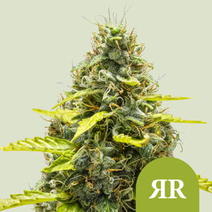 RQS Royal Runtz Auto
