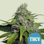 RQS Royal THCV