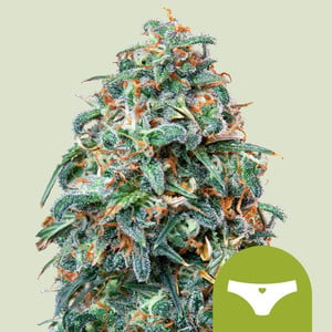 RQS Sherbet Queen Auto Autoflowering Cannabis Samen