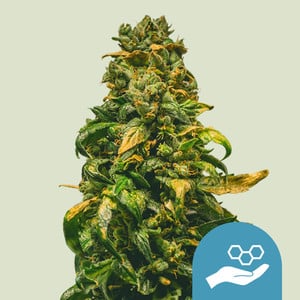 RQS Solomatic CBD